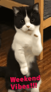 weekend-vibes-kitty.gif